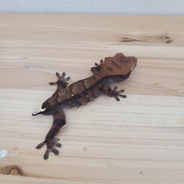 카푸치노