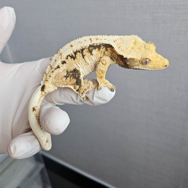 100% Het Axanthic