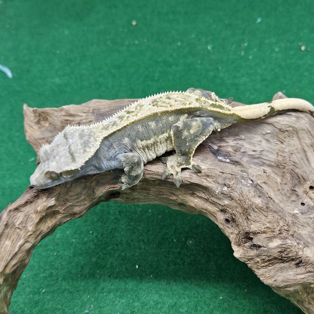 Extreme Harlequin
