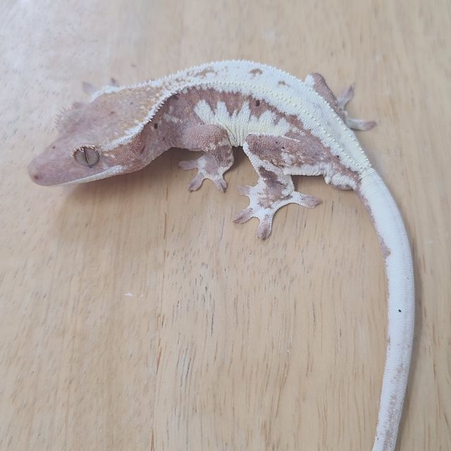 프라푸치노