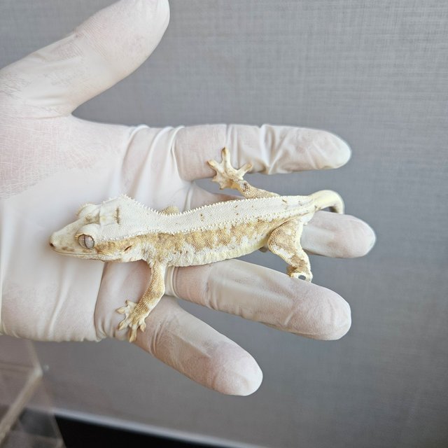 Lilly 100% Het Axanthic