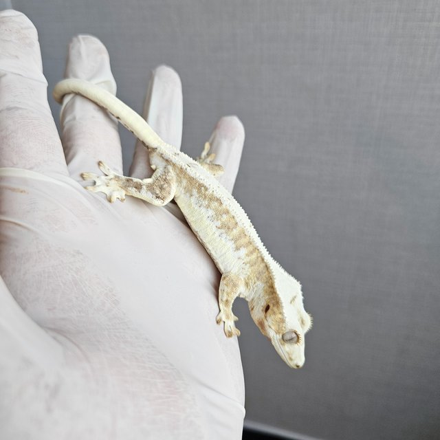 Lilly 100% Het Axanthic