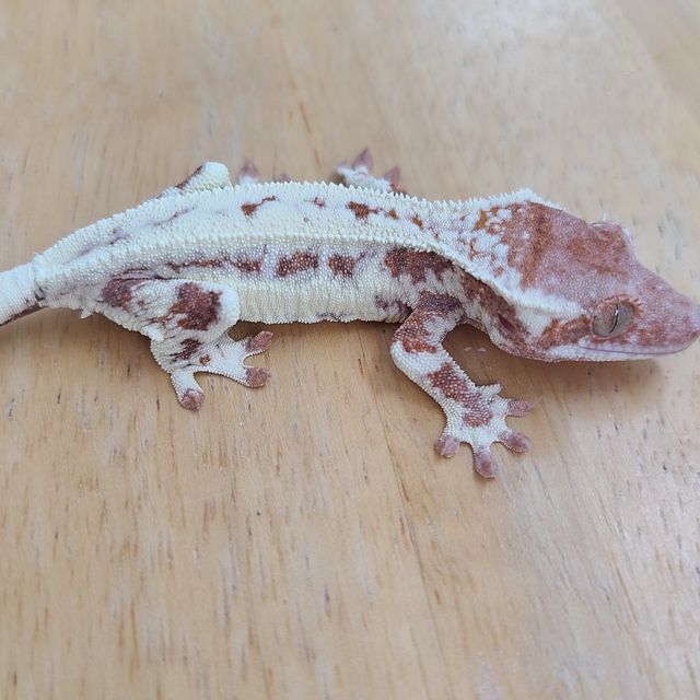 프라푸치노