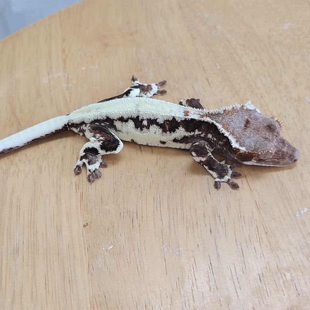 프라푸치노