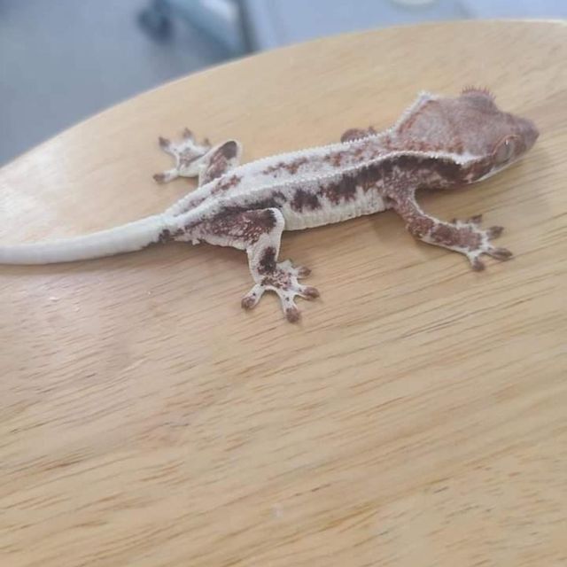 프라푸치노