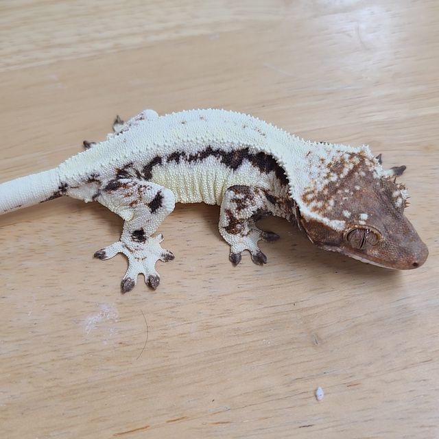 프라푸치노