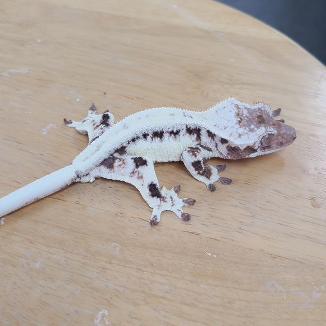 프라푸치노