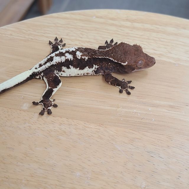 프라푸치노