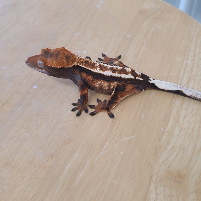 세이블