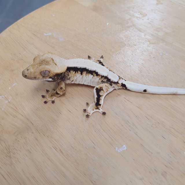노멀 트라이