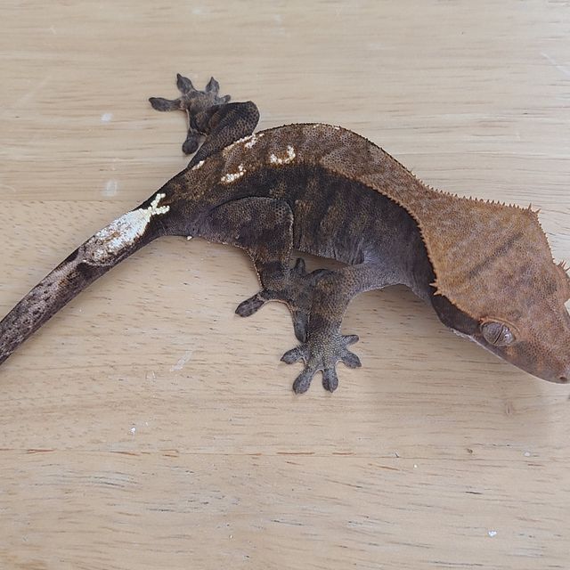 카푸치노