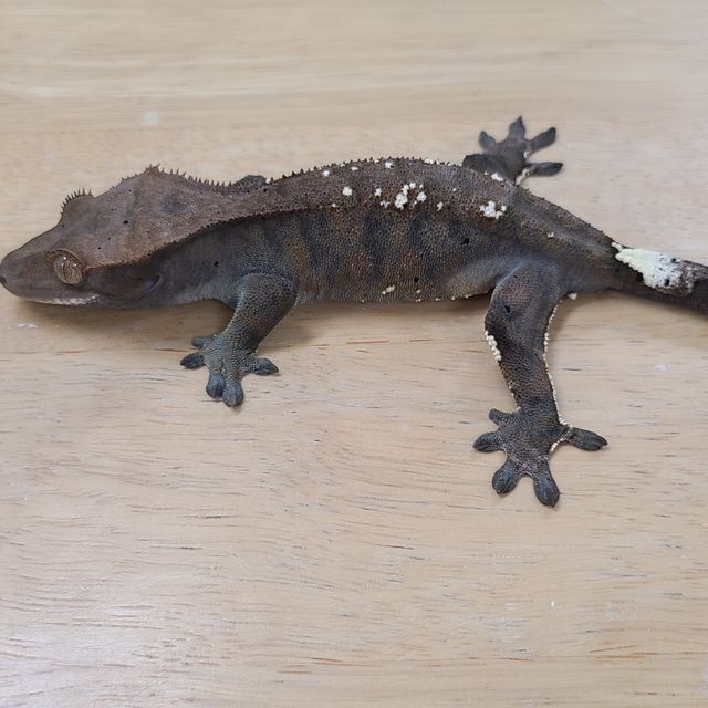 카푸치노