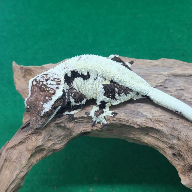 프라푸치노
