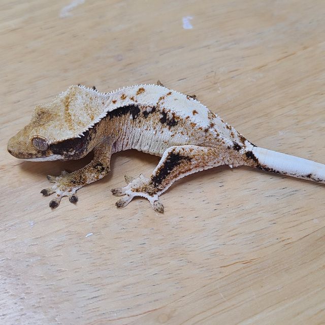 트라이