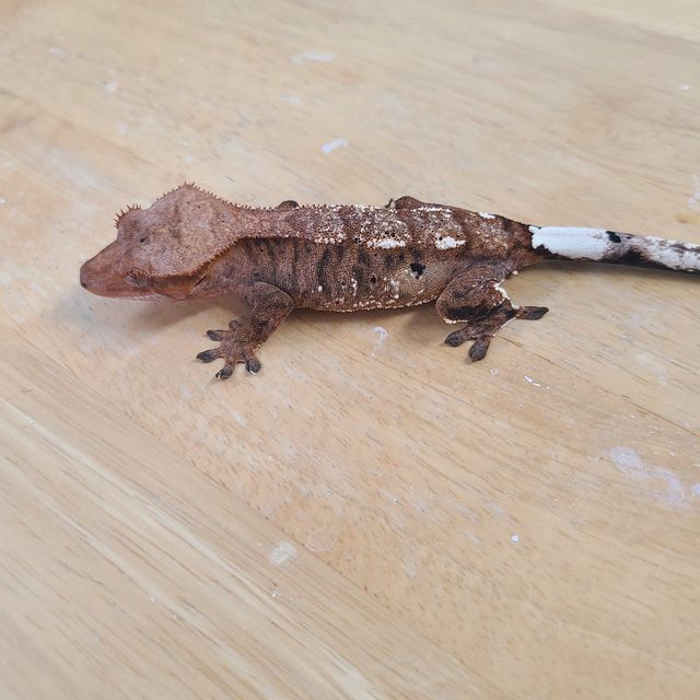 카푸치노