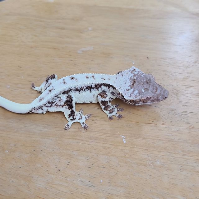 프라푸치노