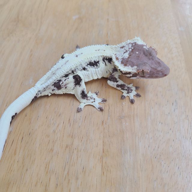 프라푸치노