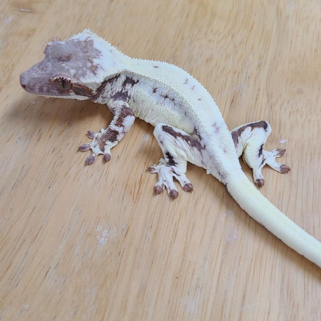 프라푸치노
