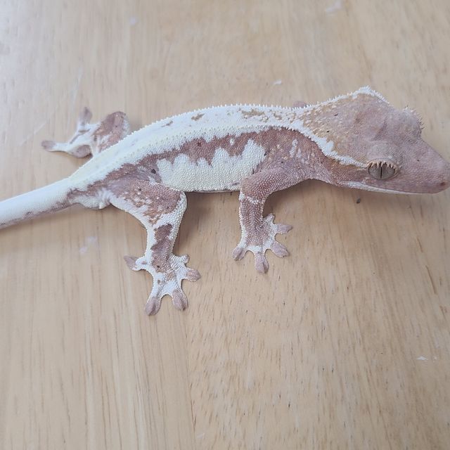 프라푸치노