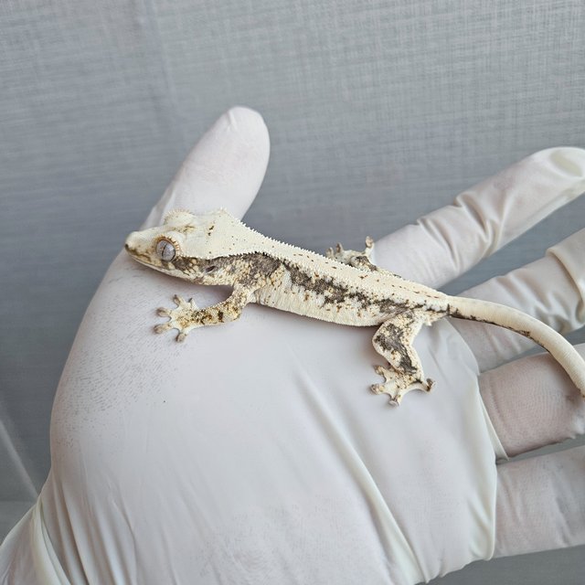 릴리100%헷아잔틱