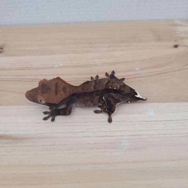 카푸치노