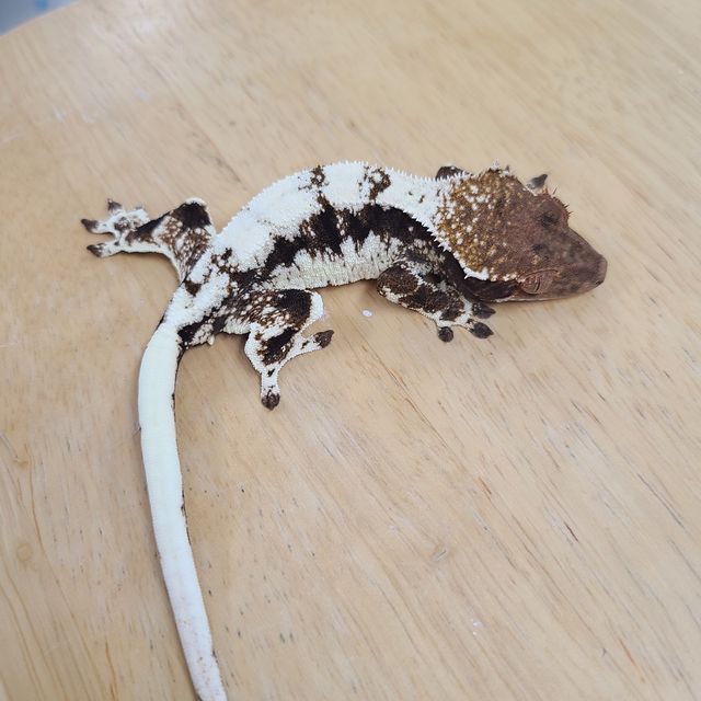 프라푸치노