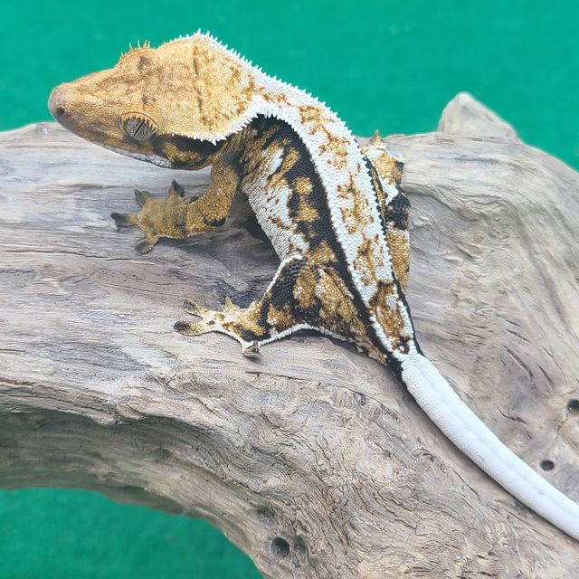 트라이