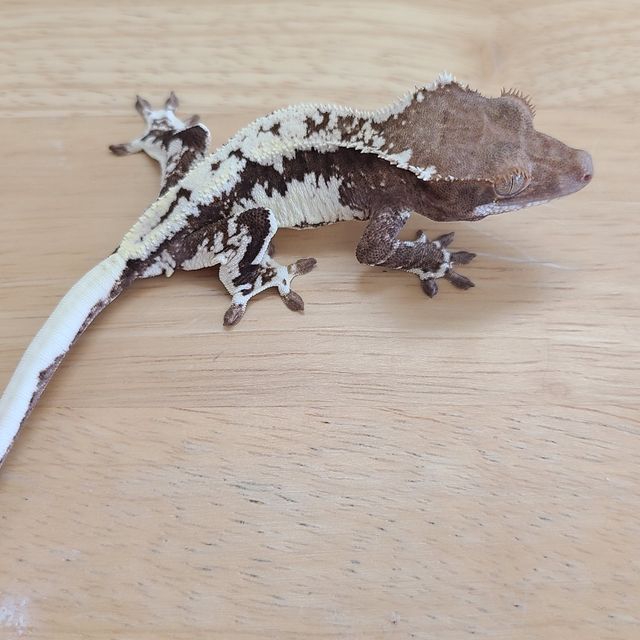프라푸치노