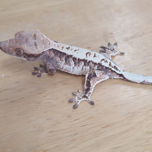 카푸치노