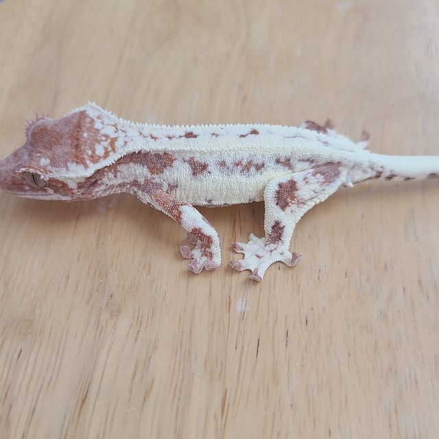 프라푸치노