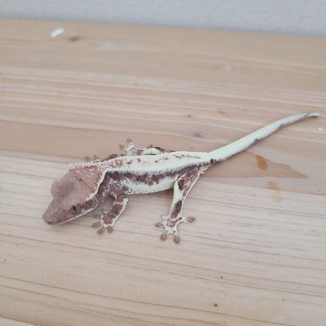 프라푸치노