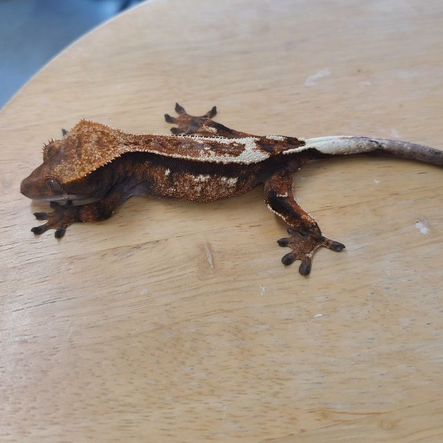 세이블