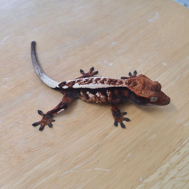 세이블