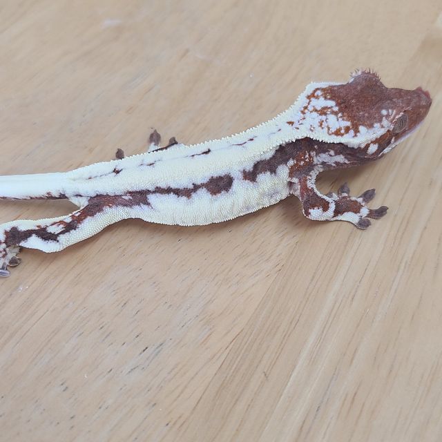 프라푸치노