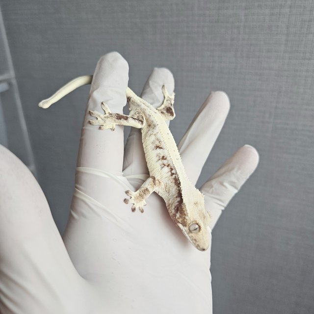 Lilly 100% Het Axanthic