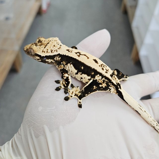 익스트림할리퀸