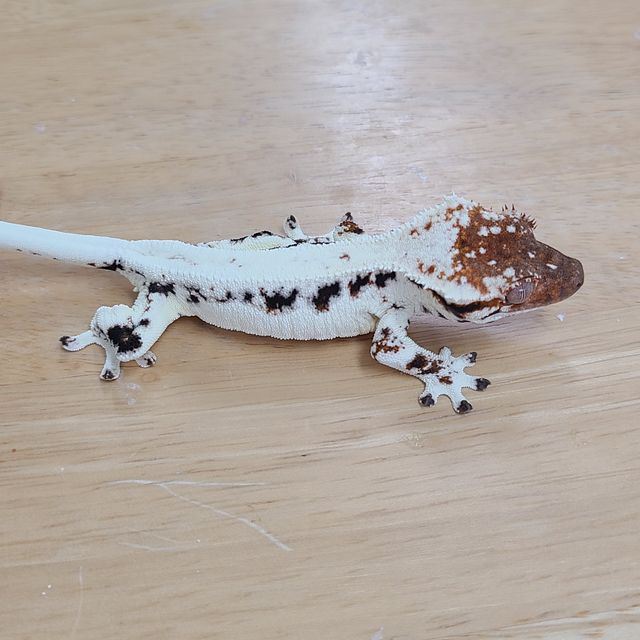 프라푸치노