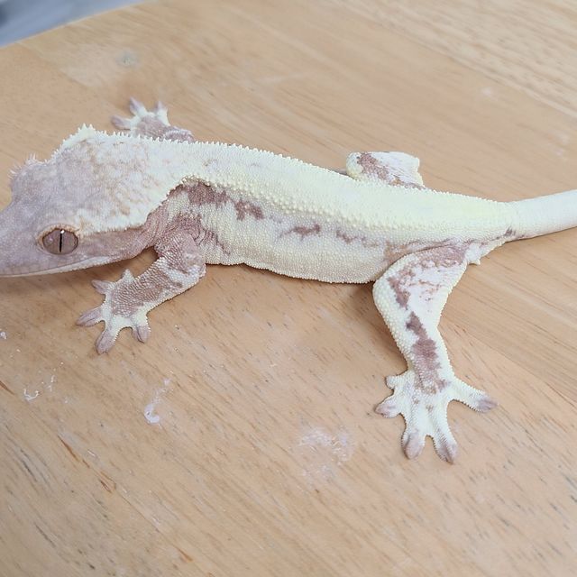 프라푸치노