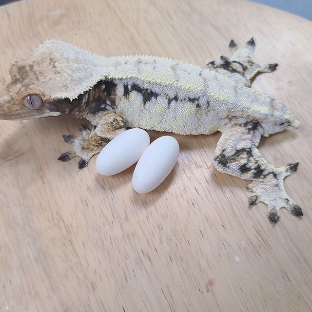 트라이
