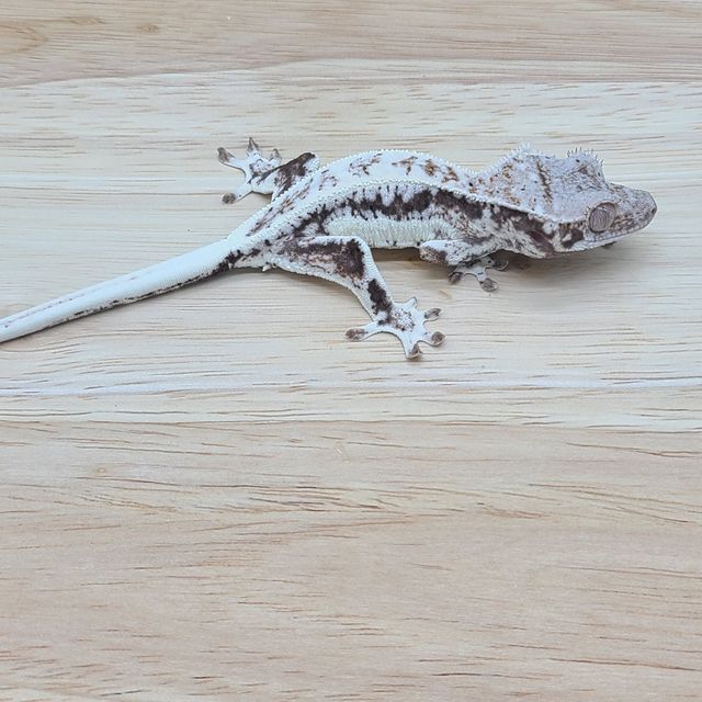 프라푸치노
