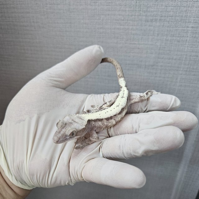 Luwak LW