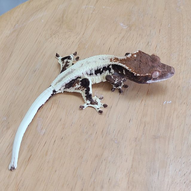 프라푸치노