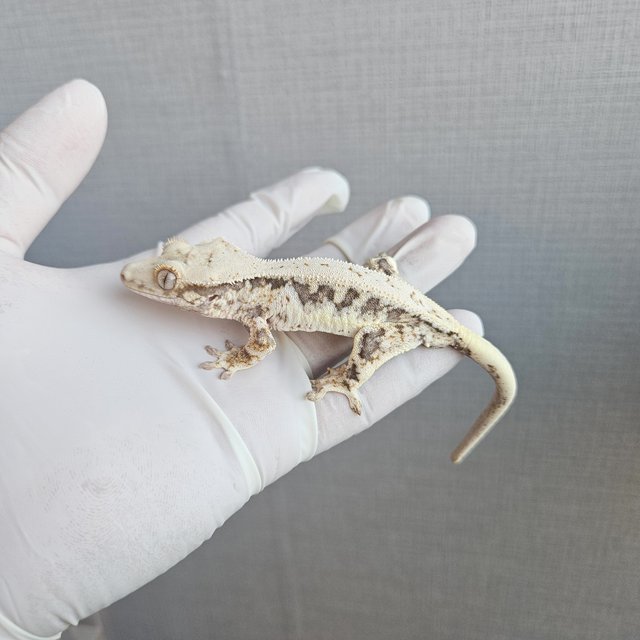 릴리100%헷아잔틱