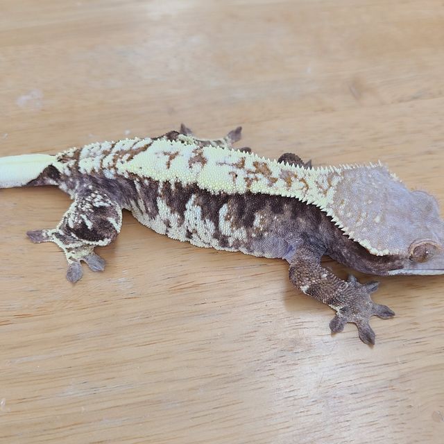 카푸치노