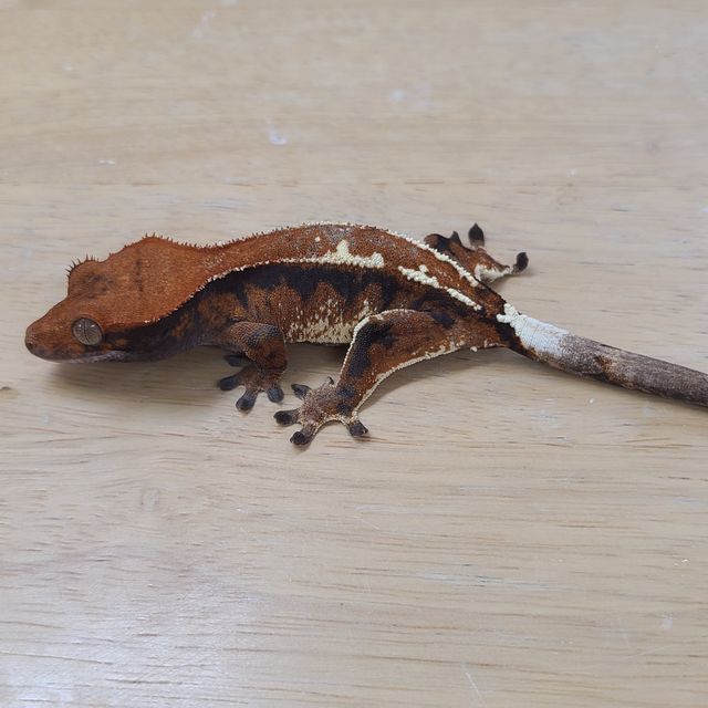 카푸치노
