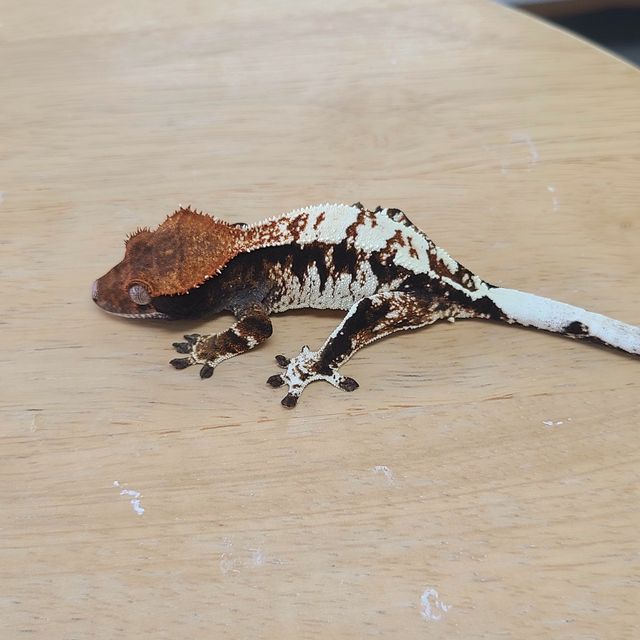 카푸치노