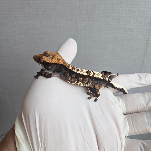 100% Het Axanthic Cappuccino