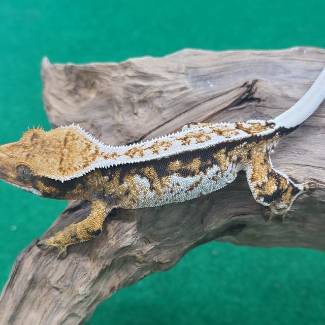 트라이