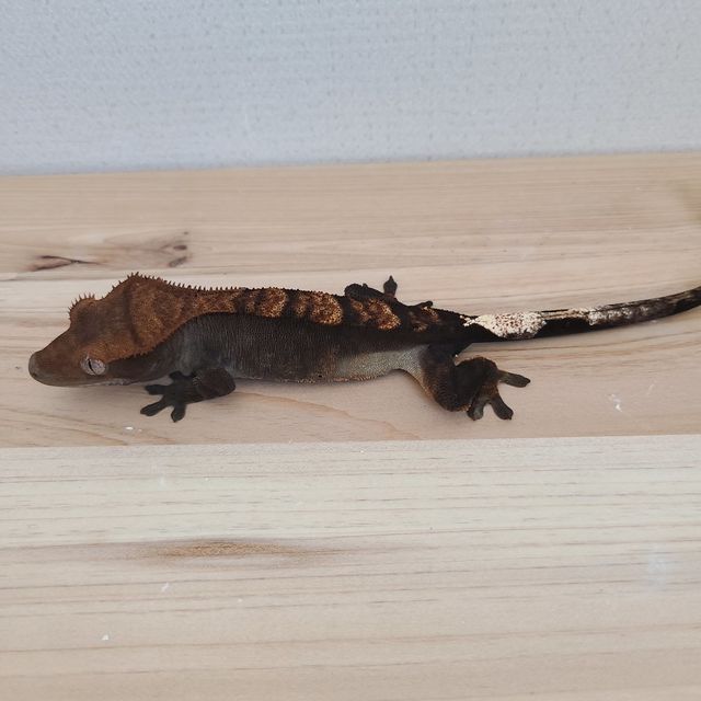 카푸치노