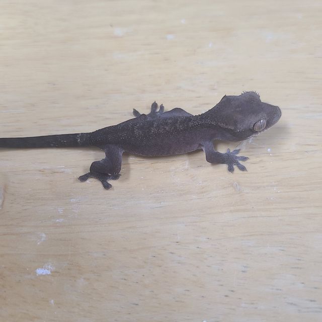 루왁